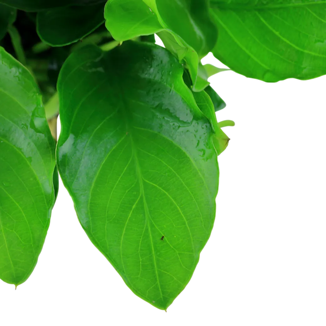 Anubias barteri var. nana Large potte