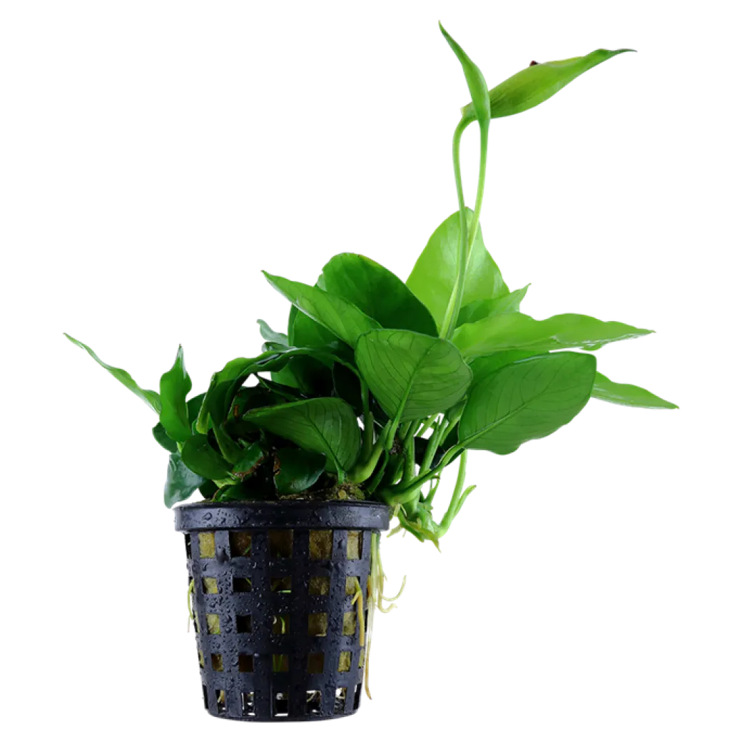 Anubias barteri var. nana Large potte