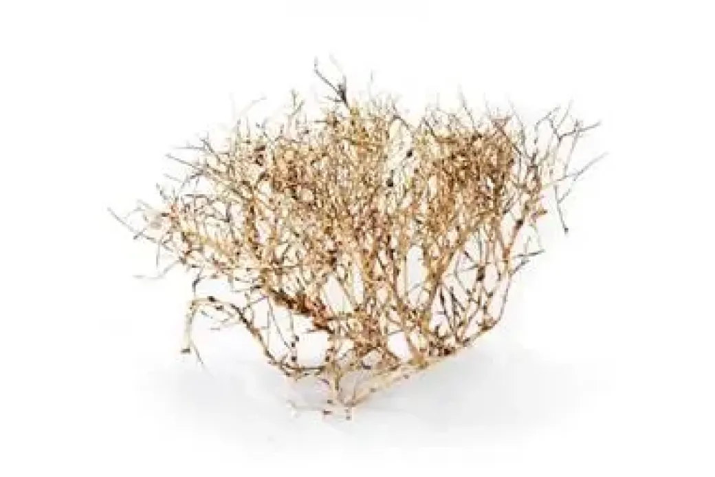 Aquascaping Root 35-45 cm
