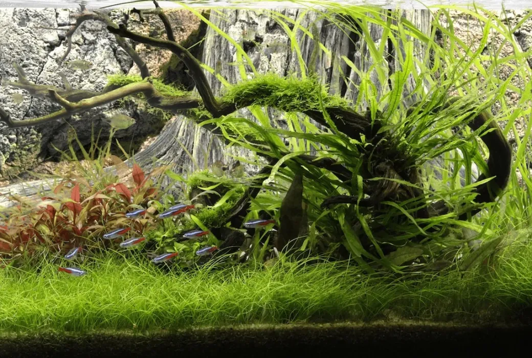 Back to Nature Amazonas 100 cm