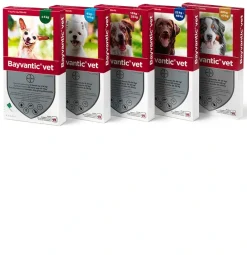 Bayvantic Vet hund 10-25 kg 4 x 2,5 ml