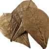 Catappa Leaves XL