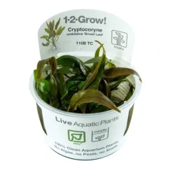 Cryptocoryne undulata Broad Leaf 1-2-GROW