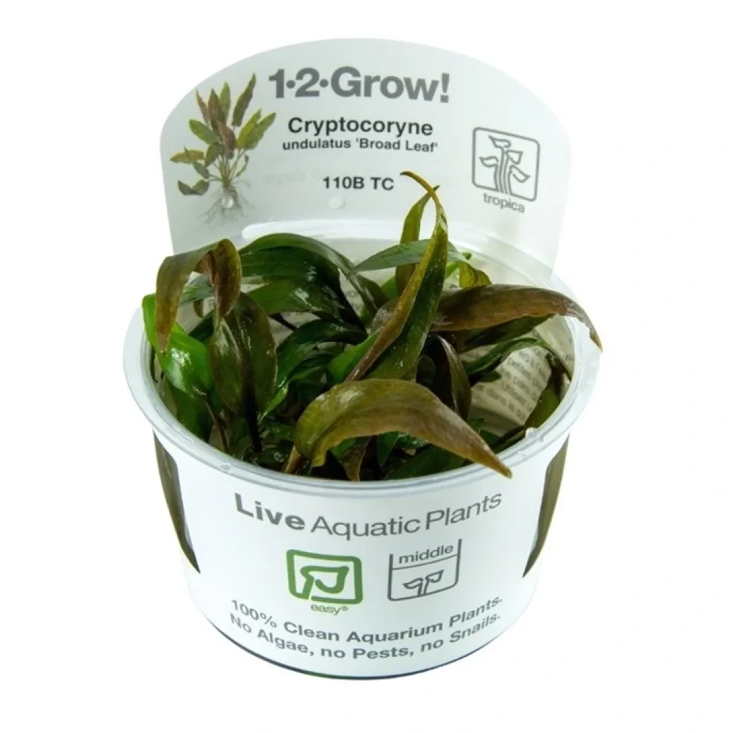 Cryptocoryne undulata Broad Leaf 1-2-GROW