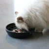 D&D CAT SUE- Slow Feeder