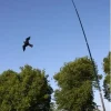 Dugehøg drage (Fugleskræmmer) med line