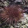 Echinometra Lucunter søpindsvin