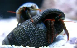 Eramitkrebs Clibanarius spp