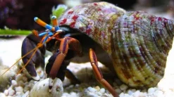 Eremitkrebs (Calcinus Laevimanus)