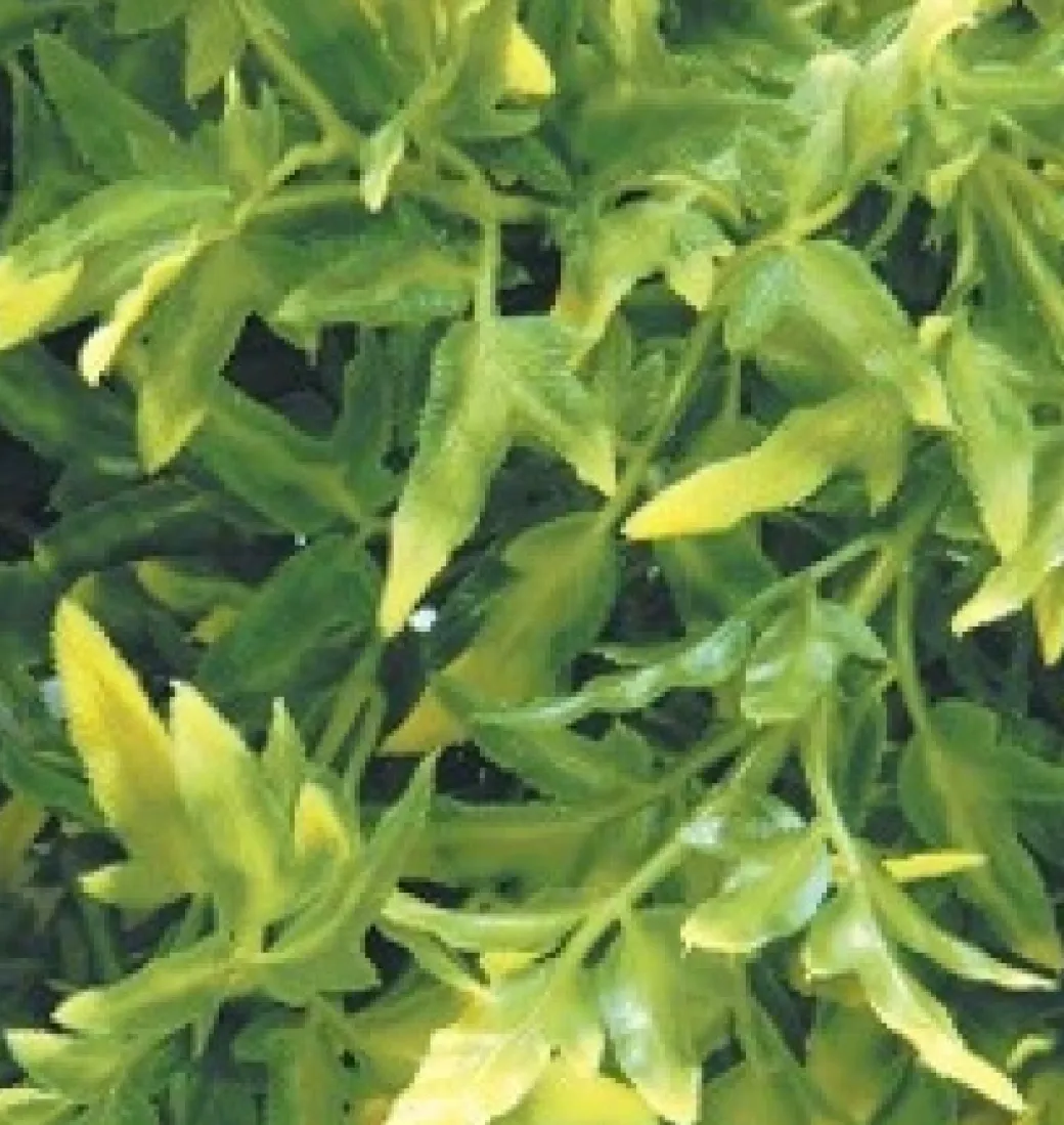 Exo Terra Croton stor