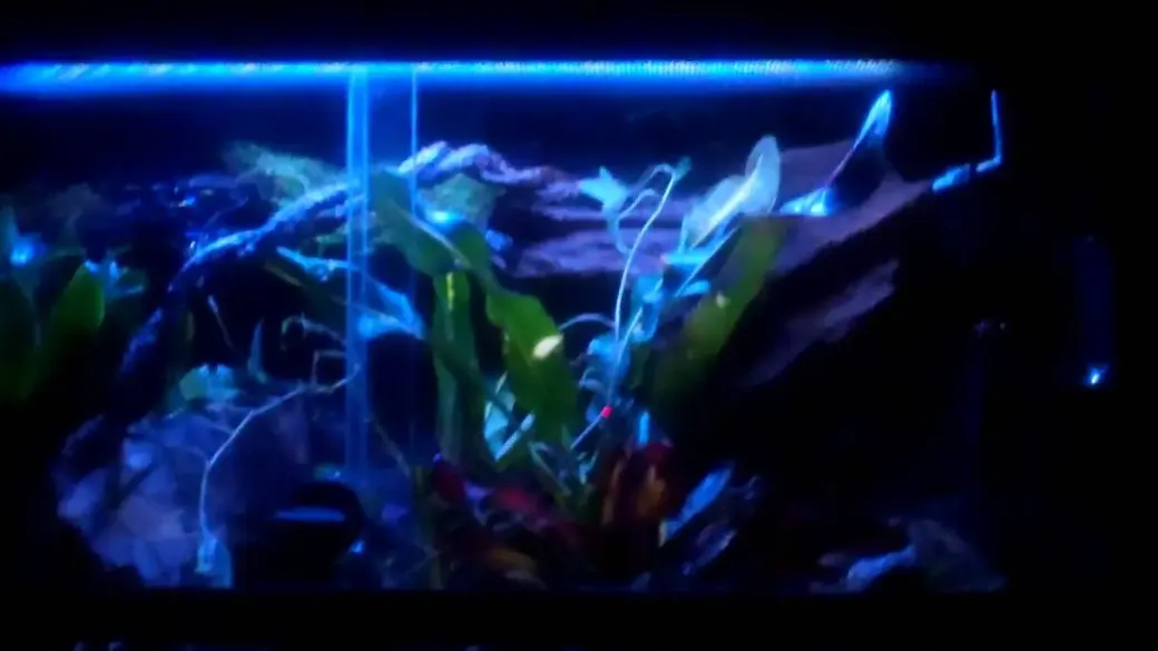 Exo Terra Night Glo 25 watt.