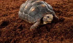 Exo Terra Plantation Soil 650 g