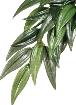 Exo Terra Ruscus medium