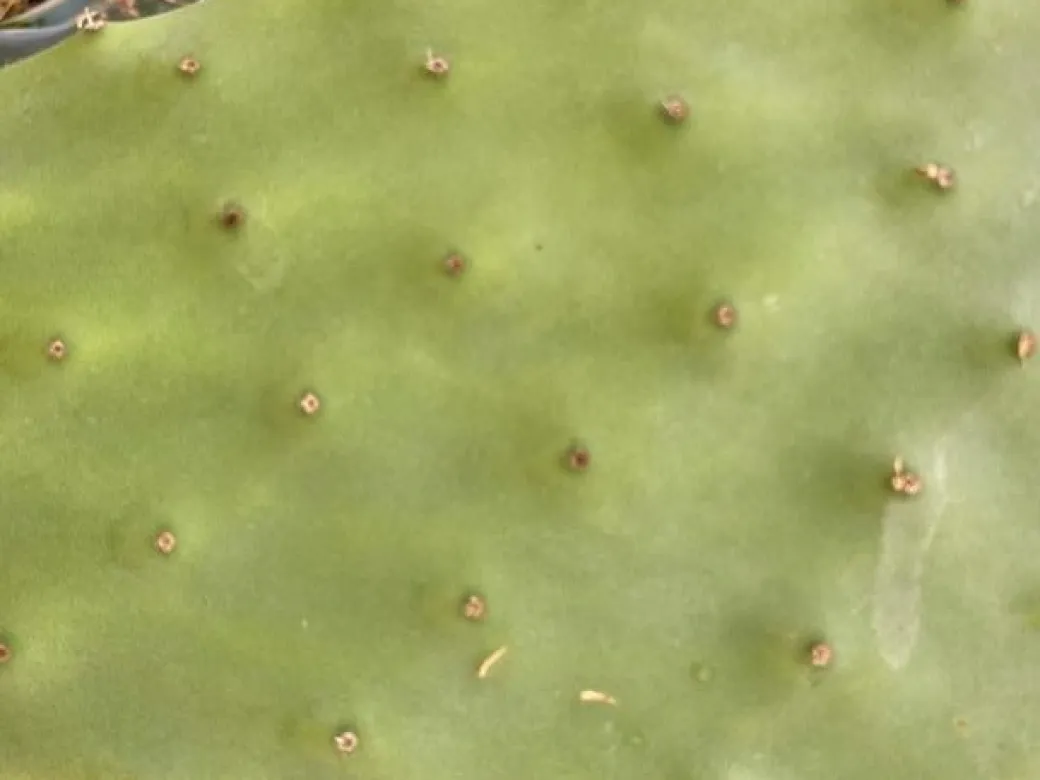 Figenkaktus til landskildpadder (Opuntia ficus indica)