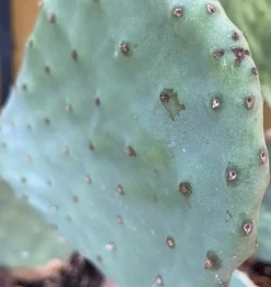 Figenkaktus til landskildpadder (Opuntia ficus indica)