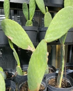 Figenkaktus til landskildpadder (Opuntia ficus indica)