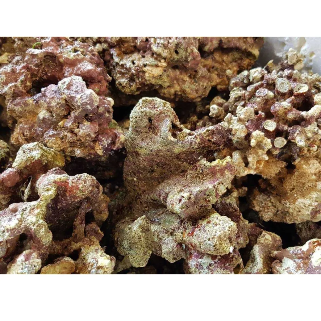 Fiji Levende sten 1 kg
