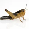 Græshoppe 1 stk Medium 3-4 cm