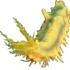 Gul Sø-agurk (Colochirus robustus)