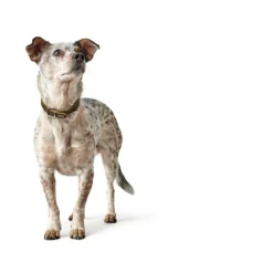 Hunter Aalborg Sport Oliven 32 hundehalsbånd - 24-29 cm