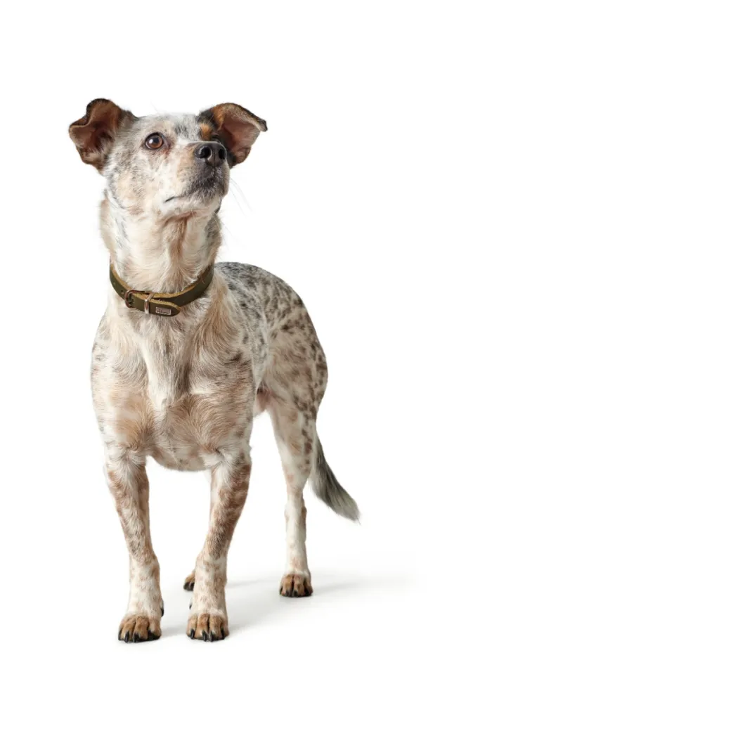 Hunter Aalborg Sport Oliven 42 hundehalsbånd - 32-38 cm