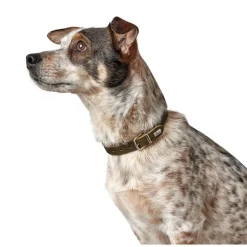 Hunter Aalborg Sport Oliven 42 hundehalsbånd - 32-38 cm