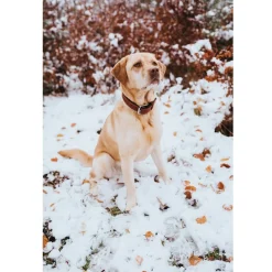 Hunter Canadian UP Hundehalsbånd Large 65 Cognac/Sort - 50-56 cm