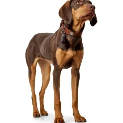Hunter Cody 40 Cognac Mørkebrun hundehalsbånd - 29-35 cm