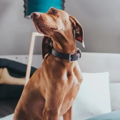 Hunter Cody 65 Mørkebrun Cognac hundehalsbånd - 50-56 cm
