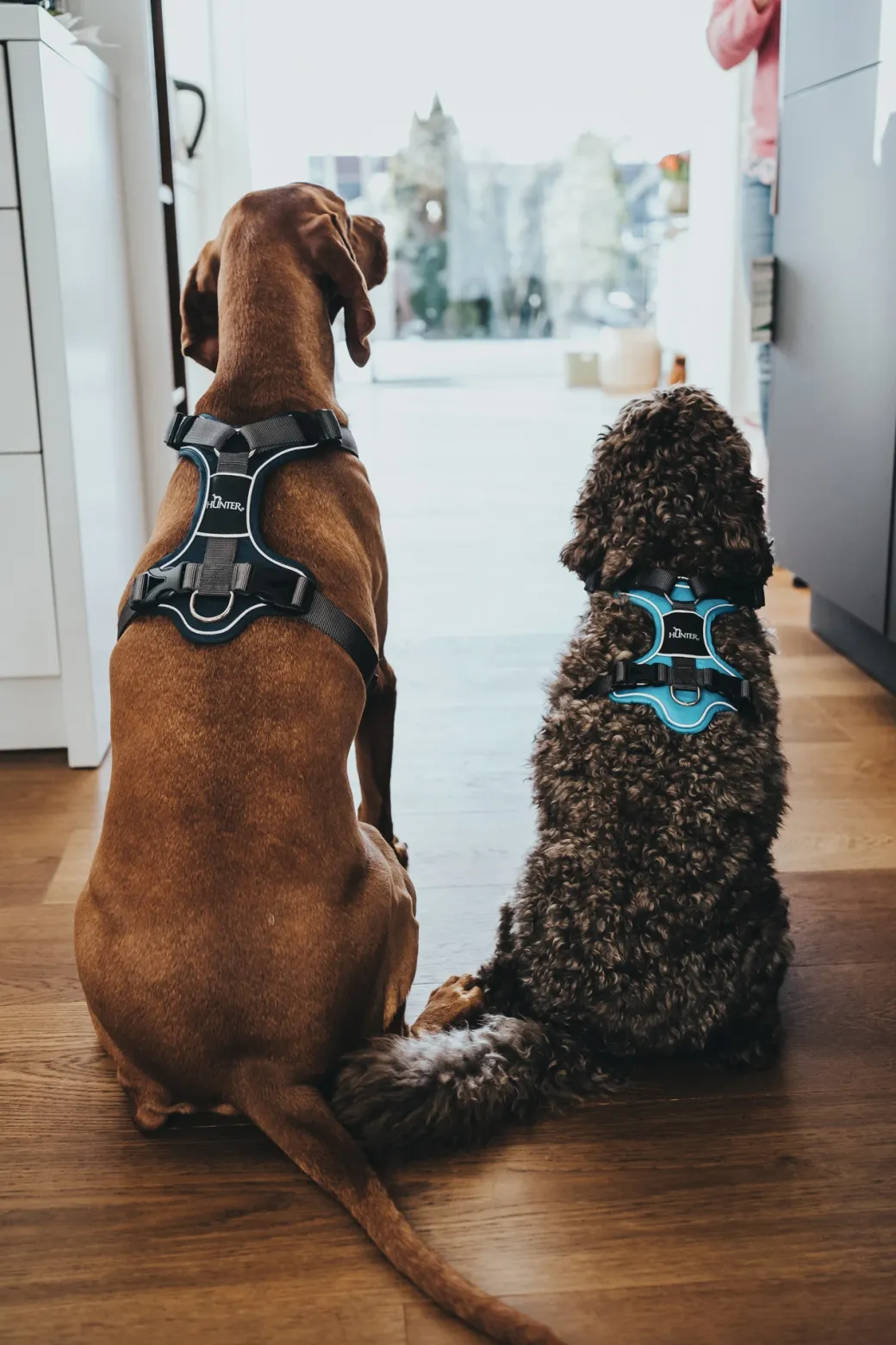 Hunter Divo hundesele L lyseblå/grå just mave 72-100 cm - Stabil kontrol og høj komfort
