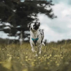 Hunter Divo hundesele L lyseblå/grå just mave 72-100 cm - Stabil kontrol og høj komfort
