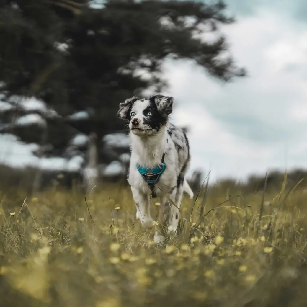 Hunter Divo hundesele L lyseblå/grå just mave 72-100 cm - Stabil kontrol og høj komfort