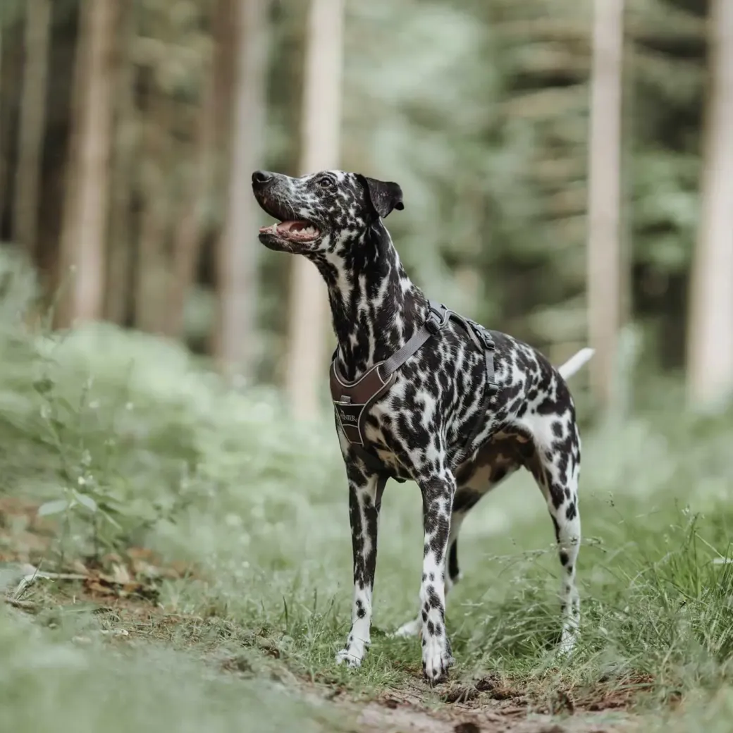 Hunter Divo hundesele L-XL brun/grå just mave 79-107 cm - Ekstra stabil støtte og komfort