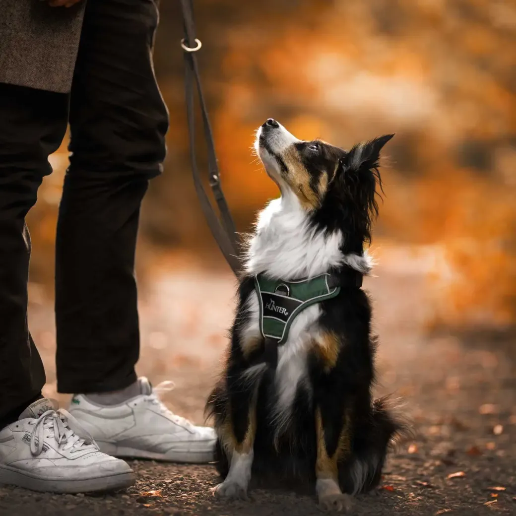 Hunter Divo hundesele L-XL grøn/grå just mave 79-107 cm - Stabil kontrol og komfort