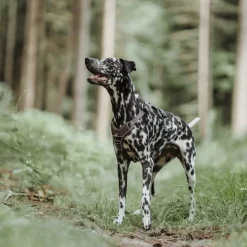 Hunter Divo hundesele M brun/grå just mave 56-73 cm - Stabil komfort og sikker pasform