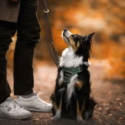 Hunter Divo hundesele M grøn/grå just mave 56-73 cm - Stabil kontrol og komfort
