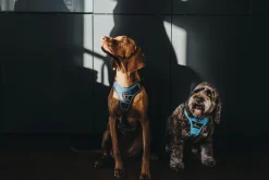 Hunter Divo hundesele M lyseblå/grå just mave 56-73 cm - Stabil pasform og aktiv komfort