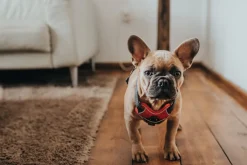Hunter Divo hundesele M rød/grå just mave 56-73 cm - Stabil pasform og aktiv komfort