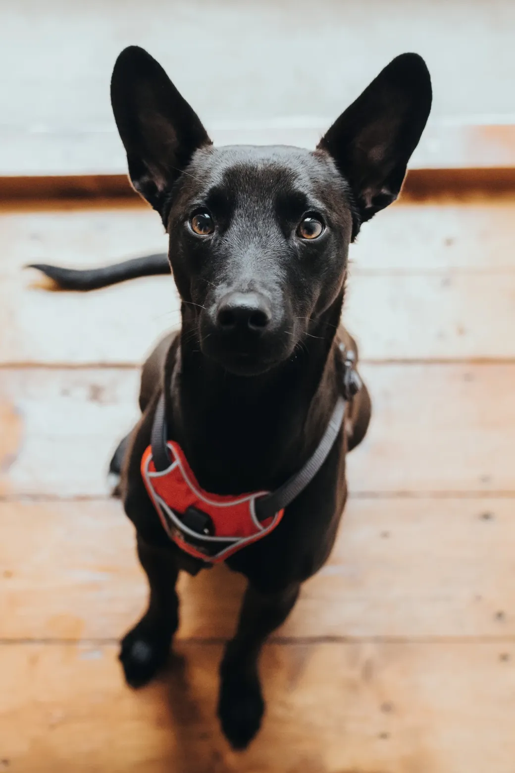 Hunter Divo hundesele M rød/grå just mave 56-73 cm - Stabil pasform og aktiv komfort