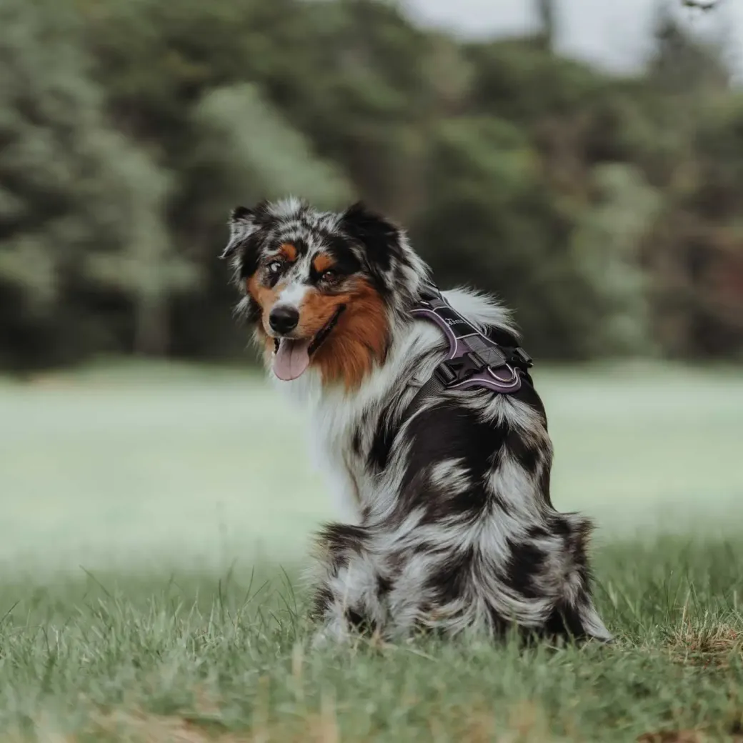 Hunter Divo hundesele M violet/grå just mave 56-73 cm - Balanceret pasform og komfort