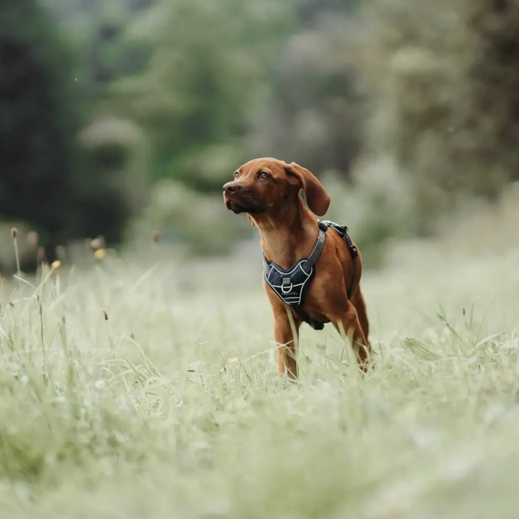 Hunter Divo hundesele S-M petrol/grå just mave 52-68 cm - Stabil støtte og rolig bevægelse