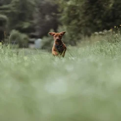 Hunter Divo hundesele S-M petrol/grå just mave 52-68 cm - Stabil støtte og rolig bevægelse