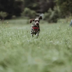 Hunter Divo hundesele S-M rød/grå just mave 52-68 cm - Fleksibel støtte til aktive ture