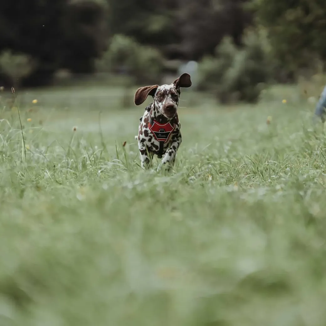 Hunter Divo hundesele S-M rød/grå just mave 52-68 cm - Fleksibel støtte til aktive ture