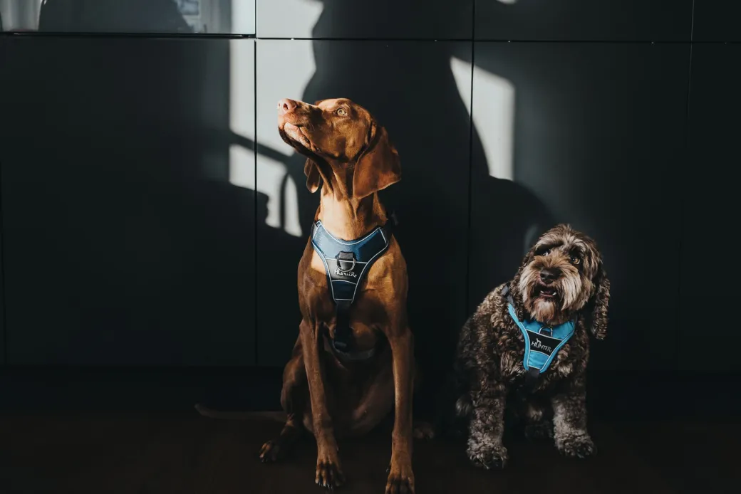 Hunter Divo hundesele XS lyseblå/grå just mave 34-47 cm - Let pasform og høj komfort