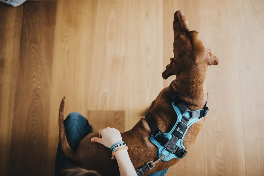Hunter Divo hundesele XS lyseblå/grå just mave 34-47 cm - Let pasform og høj komfort
