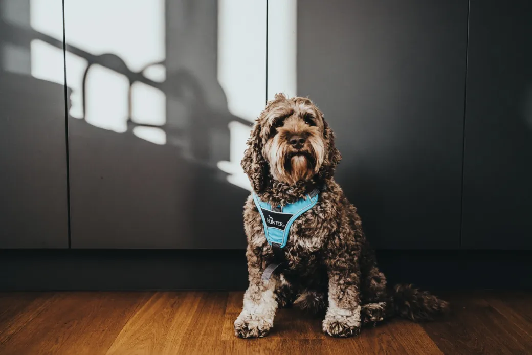 Hunter Divo hundesele XS lyseblå/grå just mave 34-47 cm - Let pasform og høj komfort