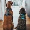 Hunter Divo hundesele XS petrol/grå just mave 34-47 cm - Stabil pasform og synlig sikkerhed