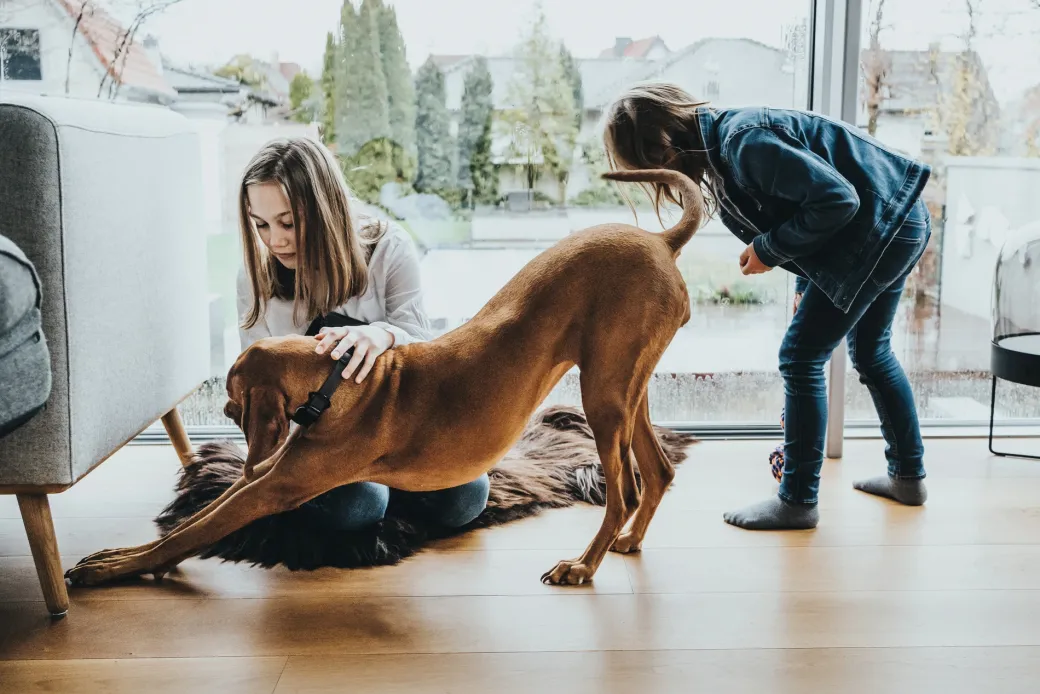 Hunter Halsbånd Divo M Petrol/Grå - justerbart hundehalsbånd (35-45 cm, B 4,5 cm)