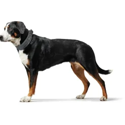 Hunter Halsbånd Divo S Grå/Grå - justerbart hundehalsbånd (25-35 cm, B 4 cm)